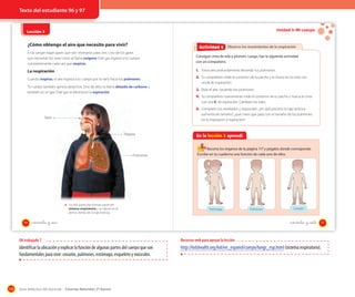 Texto del estudiante 96 y 97

Unidad 3: Mi cuerpo

Lección 3
OA 7

¿Cómo obtengo el aire que necesito para vivir?

Actividad 5
Actividad 2 Observo los movimientos de la respiración

En la sangre viajan gases que son necesarios para vivir. Uno de los gases
que necesitan los seres vivos se llama oxígeno. Este gas ingresa a tu cuerpo
constantemente cada vez que respiras.

Consigue cinta de tela y plumón. Luego, haz la siguiente actividad
con un compañero.

La respiración

1. Toma aire profundamente llenando tus pulmones.

Cuando inspiras, el aire ingresa a tu cuerpo por la nariz hacia los pulmones.

2. Tu compañero mide el contorno de tu pecho y lo marca en la cinta con

Tu cuerpo también genera desechos. Uno de ellos se llama dióxido de carbono y
también es un gas. Este gas se elimina en la espiración.

una I, de inspiración.

3. Bota el aire, vaciando tus pulmones.
4. Tu compañero nuevamente mide el contorno de tu pecho y marca la cinta
con una E, de espiración. Cambien los roles.

5. Comparen los resultados y respondan: ¿en qué proceso la caja torácica
aumenta de tamaño?, ¿qué crees que pasa con el tamaño de los pulmones
en la inspiración y espiración?

Nariz

Tráquea

Pulmones

Tus dos pulmones forman parte del
sistema respiratorio y se ubican en el
pecho, dentro de la caja torácica.

96

En la lección 3 aprendí
Recorta los órganos de la página 117 y pégalos donde corresponde.
Escribe en tu cuaderno una función de cada uno de ellos.

Estómago

noventa y _seis

Pulmones

Corazón

noventa y _siete

97

OA trabajado 7

Identificar la ubicación y explicar la función de algunas partes del cuerpo que son
fundamentales para vivir: corazón, pulmones, estómago, esqueleto y músculos.

118

Recursos web para apoyar la lección

http://kidshealth.org/kid/en_espanol/cuerpo/lungs_esp.html (sistema respiratorio).

Guía didáctica del docente – Ciencias Naturales 2º básico

 