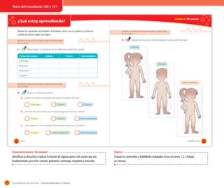 Texto del estudiante 100 y 101

Unidad 3: Mi cuerpo

¿Qué estoy aprendiendo?

OA 7

Realiza las siguientes actividades. Al finalizar, revisa con tu profesor y pinta las
huellas de Monti según tus logros.

3.

Identificar la ubicación de algunas partes fundamentales
de mi cuerpo

1.

Identificar la ubicación de algunas partes fundamentales
de mi cuerpo

Esqueleto

Marca según su ubicación en las diferentes partes del cuerpo.
Partes del cuerpo

Cabeza

Tronco

Dibuja las estructuras mencionadas en cada silueta humana.

Extremidades

Estómago
Músculos

Músculos
Pulmones
Corazón

Sistema circulatorio

Identificar la ubicación de algunas partes fundamentales
de mi cuerpo

2.

Marca tu respuesta correcta.
a. ¿Cuál es el órgano encargado de captar el oxígeno del aire?
Estómago

Pulmón

Corazón

b. ¿A través de qué conductos circula la sangre por todo tu cuerpo?
Huesos

Tráquea

Vasos sanguíneos

c. ¿Qué órgano es el encargado de bombear sangre por el cuerpo?
Corazón
100

Sistema digestivo

Vasos sanguíneos

_cien

_ciento _uno

Evaluación de proceso - OA evaluado 7

Identificar la ubicación y explicar la función de algunas partes del cuerpo que son
fundamentales para vivir: corazón, pulmones, estómago, esqueleto y músculos.

122

Objetivo

Evaluar los contenidos y habilidades trabajadas en las lecciones 1, 2 y Trabajo
en ciencias.

Guía didáctica del docente – Ciencias Naturales 2º básico

101

 