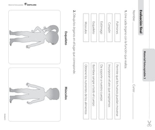 Material fotocopiable

Evaluación final
Nombre:

Material fotocopiable 3

Corazón

Pulmones

Da soporte a nuestro cuerpo

Incorporan el aire que respiramos

Permite que los huesos puedan moverse

Curso:

Estómago

Bombea sangre a todo el cuerpo

1. Une cada órgano con la función que realiza.

Esqueleto

Obtiene los nutrientes de los alimentos

Músculos

Músculos
2. Dibuja los órganos en el lugar que corresponde.
Esqueleto

Unidad 3

 