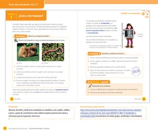 Texto del estudiante 16 y 17

Lección

Unidad 1: Los animales

¿Con o sin huesos?

1

OA 1

En primero básico aprendiste que algunos animales están cubiertos de pelos,
otros de escamas y otros de plumas. También aprendiste que algunos se desplazan
nadando, volando o caminando. Ahora, aprenderás que existe una gran diferencia
entre unos y otros animales.

Actividad 1
Actividad 2 Observo y comparo animales
Observa las fotografías y luego comenta las preguntas con tu curso.

Los animales que presentan esqueleto interno
reciben el nombre de vertebrados, y el
esqueleto de la mayoría de ellos está formado
por huesos. Por otra parte, los animales que no
poseen esqueleto interno reciben el nombre
de invertebrados.

Columna
vertebral

Los seres humanos somos vertebrados
Otros animales vertebrados son los caballos, las
lagartijas y las ranas, entre otros.
El nombre de los vertebrados se debe a un conjunto
de huesos muy importantes: la columna vertebral.

Actividad 2
Actividad 2 Identifico y modelo mis huesos
1. Toca tu columna vertebral por encima de tu piel en la zona de la espalda.
2. Toca tu cabeza, tus dedos y tus rodillas. ¿Sientes tus huesos?, ¿Son duros
Perro

Lombriz

1. ¿Cómo es el perro?, ¿cómo es su piel?, ¿cómo crees que es su cuerpo
al tocarlo?

2. ¿Cómo es la lombriz?, ¿cómo es su piel?, ¿cómo crees que es su cuerpo
al tocarlo?

o blandos?

3. Reúne los siguientes materiales: lana y carretes de hilo.
4. Sigue las instrucciones de tu profesor y construye un modelo
de columna vertebral. Luego comenta con tu curso
sobre sus características.

3. ¿Cuál de estos animales crees tú que tiene huesos?, ¿por qué?
4. Busca en el jardín, en el patio, o en la plaza pequeños animales y comenta
con tus compañeros que diferencias observas entre ellos y tus mascotas.
¿Cuáles crees tú que tienen huesos?
Existen dos grandes grupos de animales. Aquellos que tienen un esqueleto interno
como el perro y el gato y otros que no tienen esqueleto interno como la lombriz y
la chinita.
16

En la lección 1 aprendí
Responde en tu cuaderno.

En la lección 1 aprendí
1. ¿En qué se diferencian los organismos vertebrados de los invertebrados?
2. Menciona dos ejemplos de animales vertebrados.

_dieciséis

_diecisiete

OA trabajado 1

Observar, describir y clasificar los vertebrados en mamíferos, aves, reptiles, anfibios
y peces, a partir de características como cubierta corporal, presencia de mamas y
estructuras para la respiración, entre otras.

32

Recursos web para apoyar la lección

http://www.icarito.cl/enciclopedia/articulo/primer-ciclo-basico/ciencias-naturales/
estructura-y-funcion-de-los-seres-vivos/2010/03/21-8861-9-vertebrados-einvertebrados.shtml (características de ambos grupos, vertebrados e invertebrados).

Guía didáctica del docente – Ciencias Naturales 2º básico

17

 