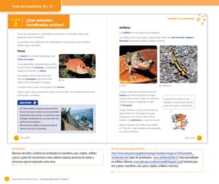 Texto del estudiante 18 y 19

¿Qué animales
vertebrados existen?

Lección

2

Como has aprendido, los vertebrados son animales con esqueleto interno que
presentan columna vertebral.
Los científicos han clasificado a los vertebrados en cinco grupos: peces, anfibios,
reptiles, aves y mamíferos.

Unidad 1: Los animales

Anfibios
Los anfibios son otro grupo de vertebrados.
Los anfibios como ranas, sapos y salamandras tienen una piel húmeda, delgada y
desnuda. No poseen escamas, ni pelos ni plumas.

Peces
Los peces son animales vertebrados, que
viven en el agua.
Como aprendiste en primero básico, tienen
su piel cubierta de escamas y se desplazan
nadando, moviendo sus aletas.
Para respirar, utilizan unas estructuras
llamadas branquias, que les permiten
captar el aire sumergidos en el agua.

Pez

La mayoría de los peces se reproducen por huevos.
Algunos peces que se encuentran en las costas de Chile son el congrio, la anchoveta,
el lenguado y la merluza.

Aprendo
En Chile existen muchos accesos al mar.
Es por esto que la pesca es una actividad
importante para el país. Las personas que
trabajan extrayendo los recursos del mar
se llaman pescadores.
Recuerda que debes comer pescado al
menos una vez a la semana.

18

Rana

La gran mayoría de los anfibios nacen de
huevos que fueron puestos en el agua.
Cuando nacen, viven y nadan de una forma
similar a los peces, respirando a través
de branquias.

Salamandra

La piel de los anfibios es tan
delgada y húmeda que permite
que el aire pase a través de ella.

Luego, cambian su cola y se les forman las
patas traseras. En esta etapa de su vida,
comienzan a vivir sobre la tierra. Ahora,
respiran con pulmones y a través de su piel.
Algunos ejemplos de anfibios que habitan
en Chile son el sapo popeye, la rana jaspeada
y la ranita de Darwin.

_dieciocho

_diecinueve

19

OA trabajado 1

Observar, describir y clasificar los vertebrados en mamíferos, aves, reptiles, anfibios
y peces, a partir de características como cubierta corporal, presencia de mamas y
estructuras para la respiración, entre otras.

34

Recursos web para apoyar la lección

http://www.educared.org/global/anavegar5/podium/images/a/2564/animales_
vertebrados.htm (tipos de vertebrados). www.anfibiosdechile.cl/ (sitio especialidado
en anfibios chilenos), www.educarm.es/udicom/unid8/bloque6-8.pdf (material para
leer y pintar: mamíferos, aves, peces, reptiles, anfibios e insectos).

Guía didáctica del docente – Ciencias Naturales 2º básico

 