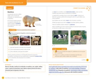 Texto del estudiante 22 y 23

Unidad 1: Los animales

Lección 2
OA 1

Mamíferos

Las crías de los mamíferos crecen dentro de la madre y existen solo dos
mamíferos que ponen huevos: el ornitorrinco y el equidna.

Has aprendido que peces, anfibios,
reptiles y aves son grupos de
vertebrados con características que
los identifican.

La mayoría de los mamíferos tienen su piel cubierta de pelo. Si observas con
detención tus brazos, podrás observar pequeños pelos en tu piel, debido a que
somos mamíferos.
Hay mamíferos que viven sobre la tierra, como los pumas y los perros.

El ser humano también pertenece
a un grupo de vertebrados, este
recibe el nombre de mamíferos.
¿Qué características crees tú que
nos identifican?

También hay algunos que viven en el agua, por ejemplo, delfines y ballenas.
El oso polar
es un mamífero.

Todos los mamíferos respiran utilizando sus pulmones.
Algunos mamíferos que viven en Chile son la llama, el monito del monte, el huemul,
la nutria de río, el delfín negro y el lobo marino.

Actividad 5
Actividad 2 Observo características de los mamíferos
Observa las siguientes fotografías y comenta las preguntas
con tus compañeros.
Caballos

Cerdos

Ovejas

Vaca

Huemul

1. ¿Qué están haciendo los animales de las fotografías?
2. ¿Cómo te alimentaste los primeros meses de vida?

En la lección 2 aprendí

3. ¿Cómo clasificarías a este grupo de animales?

1.

Todos los animales que observas en las fotografías pertenecen al grupo de
los mamíferos. Las hembras de estos animales tienen la capacidad de producir leche,
que es la característica más importante de los mamíferos.
22

Recorta los animales de la página 47 y clasifícalos en los cinco grupos
que has aprendido.

2. Pégalos en tu cuaderno y escribe dos características generales para
cada grupo (peces, anfibios, reptiles, aves y mamíferos).

veintidós

veintitrés

23

OA trabajado 1

Observar, describir y clasificar los vertebrados en mamíferos, aves, reptiles, anfibios
y peces, a partir de características como cubierta corporal, presencia de mamas y
estructuras para la respiración, entre otras.

38

Recursos web para apoyar la lección

www3.gobiernodecanarias.org/medusa/ecoescuela/recursoseducativos/2011/01/18/
los-mamiferos/ (video sobre los mamíferos), www.fundacionphilippi.cl/fundacion/
CHILENATURAL.html (fotografías de mamíferos), www.botanical-online.com/animales/
adaptacionesmamiferosagua.htm (información sobre mamíferos acuáticos).

Guía didáctica del docente – Ciencias Naturales 2º básico

 