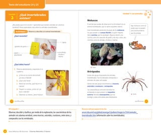 Texto del estudiante 24 y 25

Unidad 1: Los animales

¿Qué invertebrados
existen?

Lección

3

OA 2

Moluscos

¿Recuerdas que en la Lección 1 aprendiste que existían animales sin columna
vertebral? Ahora, aprenderás más sobre los animales invertebrados.

El animal que acabas de observar en la Actividad 6 es un
animal invertebrado, que no tiene esqueleto interno.
Este invertebrado pertenece al grupo de los moluscos,
los que poseen un cuerpo blando y la gran mayoría
tiene conchas que los protegen. Algunos tienen una
concha como los caracoles de jardín y de mar y otros, dos
conchas como las almejas, choritos y machas.

Actividad 6
Actividad 2 Observo y describo un animal invertebrado
¿Qué necesito?

Hay moluscos como el
pulpo que no poseen
una concha externa
que los proteja.

tijeras
guantes de goma

papel
absorbente

una almeja,
chorito o
macha.

¿Qué debo hacer?
1. Observa atentamente y responde en tu

Pulpo

cuaderno.

Artrópodos

a. ¿Cómo es la concha del animal?,
¿es dura o blanda?
b. ¿Qué color tiene?

Existe otro grupo importante de animales
invertebrados. Son los llamados artrópodos o
animales de patas articuladas.

c. Abran las conchas, ¿qué hay en su
interior?

Dentro de este grupo encontramos a insectos,
arácnidos, crustáceos y miriápodos.

d. Toquen su cuerpo, ¿cómo es? ¿es
duro o blando?

Las características comunes de todos los
artrópodos es que poseen un esqueleto
externo, llamado exoesqueleto, que los
protege y patas articuladas para desplazarse.

e. Observen su interior, ¿tiene huesos?

24

veinticuatro

Araña

veinticinco

OA trabajado 2

Observar, describir y clasificar, por medio de la exploración, las características de los
animales sin columna vertebral, como insectos, arácnidos, crustáceos, entre otros, y
compararlos con los vertebrados.

40

Recursos web para apoyar la lección.

www.educared.org/global/anavegar5/podium/images/a/2564/animales_
invertebrados.htm (información sobre los invertebrados).

Guía didáctica del docente – Ciencias Naturales 2º básico

25

 