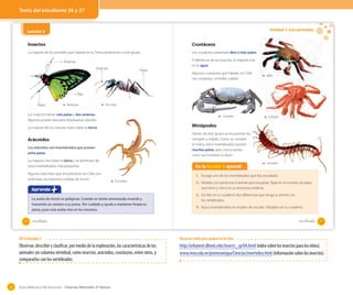 Texto del estudiante 26 y 27

Unidad 1: Los animales

Lección 3
OA 2

Insectos

Crustáceos

La mayoría de los animales que habitan en la Tierra pertenecen a este grupo.

Los crustáceos presentan diez o más patas.
A diferencia de los insectos, la mayoría vive
en el agua.

Antenas
Antenas

Patas

Algunos crustáceos que habitan en Chile
son cangrejos, centollas y jaibas.

Jaiba

Alas
Patas

Mariposa

Hormiga

Los insectos tienen seis patas y dos antenas.
Algunos poseen alas para desplazarse volando.

Cangrejo

Miriápodos

La mayoría de los insectos viven sobre la tierra.

Dentro de este grupo se encuentran los
ciempiés y milpiés. Como su nombre
lo indica, estos invertebrados poseen
muchas patas, pero nunca tantas
como sus nombres lo dicen.

Arácnidos
Los arácnidos son invertebrados que poseen
ocho patas.
La mayoría vive sobre la tierra y se alimentan de
otros invertebrados más pequeños.
Algunos arácnidos que encontramos en Chile son
tarántulas, escorpiones y arañas de rincón.

En la lección 3 aprendí

Ciempiés

1. Escoge uno de los invertebrados que has estudiado.
Escorpión

Aprendo
La araña de rincón es peligrosa. Cuando se siente amenazada muerde y
transmite un veneno a su presa. Ten cuidado y ayuda a mantener limpia tu
pieza, pues esta araña vive en los rincones.
26

Centolla

2. Modela con plasticina el animal que escogiste. Fíjate en el número de patas
que tiene y cómo es su estructura externa.

3. Escribe en tu cuaderno dos diferencias que tenga tu animal con
los vertebrados.

4. Busca invertebrados en el patio de escuela. Dibújalos en tu cuaderno.

veintiséis

veintisiete

27

OA trabajado 2

Observar, describir y clasificar, por medio de la exploración, las características de los
animales sin columna vertebral, como insectos, arácnidos, crustáceos, entre otros, y
compararlos con los vertebrados.

42

Recursos web para apoyar la lección

http://urbanext.illinois.edu/insects_sp/04.html (video sobre los insectos para los niños).
www.rena.edu.ve/primeraetapa/Ciencias/invertebra.html (información sobre los insectos).

Guía didáctica del docente – Ciencias Naturales 2º básico

 