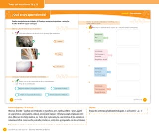 Texto del estudiante 28 y 29

Unidad 1: Los animales

¿Qué estoy aprendiendo?
Realiza las siguientes actividades. Al finalizar, revisa con tu profesor y pinta las
huellas de Monti según tus logros.

3.

Observar y describir diferentes tipos de animales

1.

Clasiﬁcar los animales vertebrados en mamíferos, aves,
reptiles, anﬁbios y peces

Une cada cobertura de la piel con el grupo al que pertenece.

Recorta los animales de la página 49 y pégalos donde corresponda.
a.
Vertebrado
Ave
No vuela

Anfibios

b.
Vertebrado
Piel húmeda y
desnuda

Aves

Respira por la piel

Mamíferos

c.
Vertebrado
Mamífero
Vive en el agua

Comparar y clasiﬁcar animales vertebrados e invertebrados

2.

Marca con un las características de los invertebrados
y con ✔ las de los vertebrados.

d.
Vertebrado

Algunos poseen un esqueleto externo.

No tienen huesos.

Tiene escamas
Vive en la tierra

Tienen un esqueleto de huesos.
28

Poseen columna vertebral.

veintiocho

veintinueve

Evaluación de proceso - OA evaluado 1 - 2

Observar, describir y clasificar los vertebrados en mamíferos, aves, reptiles, anfibios y peces, a partir
de características como cubierta corporal, presencia de mamas y estructuras para la respiración, entre
otras. Observar, describir y clasificar, por medio de la exploración, las características de los animales sin
columna vertebral, como insectos, arácnidos, crustáceos, entre otros, y compararlos con los vertebrados.

44

Objetivos

Evaluar los contenidos y habilidades trabajadas en las lecciones 1, 2 y 3

Guía didáctica del docente – Ciencias Naturales 2º básico

29

 