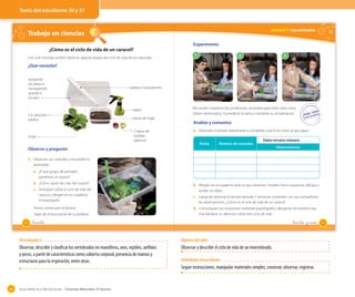 Texto del estudiante 30 y 31

Unidad 1: Los animales

Trabajo en ciencias

OA 3

Experimento

¿Cómo es el ciclo de vida de un caracol?
Con este montaje podrán observar algunas etapas del ciclo de vida de los caracoles.

1

2

3

¿Qué necesito?
recipiente
de plástico
transparente
grande o
acuario

plástico transparente

agua
3-4 caracoles
adultos

tierra de hojas

hojas

2 tapas de
botellas
plásticas

Recuerden mantener las condiciones necesarias para estos seres vivos.
Deben alimentarlos, humedecer la tierra y mantener su temperatura.

Analizo y comunico
a. Observen el terrario diariamente y completen una ficha como la que sigue.
Fecha

Número de caracoles

Datos terrario número:

Observo y pregunto

Observaciones

1. Observen sus caracoles y recuerden lo
aprendido.
a. ¿A qué grupo de animales
pertenece el caracol?
b. ¿Cómo nacen las crías del caracol?
c. Averigüen sobre el ciclo de vida del
caracol y dibujen en su cuaderno
lo investigado.
Ahora, construyan el terrario.
Sigan las instrucciones de su profesor.
30

b. Dibujen en el cuaderno todo lo que observen. Pueden hacer esquemas, dibujos y
anotar sus ideas.
c. Luego de observar el terrario durante 3 semanas, comenten con sus compañeros
las observaciones. ¿Cómo es el ciclo de vida de un caracol?
d. Comuniquen sus respuestas mediante papelógrafos, dibujando los eventos que
más llamaron su atención sobre este ciclo de vida.

_treinta

_treinta y _uno

OA trabajado 3

Observar, describir y clasificar los vertebrados en mamíferos, aves, reptiles, anfibios
y peces, a partir de características como cubierta corporal, presencia de mamas y
estructuras para la respiración, entre otras.

46

Objetivo del taller

Observar y describir el ciclo de vida de un invertebrado.

Guía didáctica del docente – Ciencias Naturales 2º básico

Habilidades desarrolladas

Seguir instrucciones, manipular materiales simples, construir, observar, registrar.

31

 