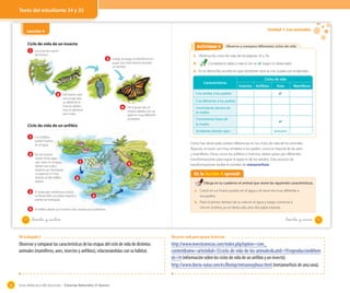 Texto del estudiante 34 y 35

Unidad 1: Los animales

Lección 4
OA 3

Ciclo de vida de un insecto
1

Actividad 8
Actividad 2

Los insectos nacen
de huevos.

3

Luego, la oruga se transforma en
pupa, que está inactiva durante
un tiempo.

Observo y comparo diferentes ciclos de vida

1. Observa los ciclos de vida de las páginas 33 y 34.
2.

Completa la tabla y marca con un ✔ según lo observado.

3. En la última fila, escribe en qué ambiente nace la cría. Guíate por el ejemplo.
Características

2

Ciclos de vida
Insectos

Cría similar a los padres

Del huevo nace
una oruga que
es diferente al
insecto adulto.
Esta se alimenta
por sí sola.

Anfibios

Aves

Mamíferos

✔

Cría diferente a los padres

4

De la pupa sale un
insecto adulto, con un
aspecto muy diferente
al anterior.

Crecimiento dentro de
la madre

1

2

3

4
34

Los anfibios
ponen huevos
en el agua.
De los huevos
nacen renacuajos,
que viven en el agua,
tienen una cola y
respiran por branquias.
Su aspecto es muy
distinto al del anfibio
adulto.

1

4

terrestre

Como has observado, existen diferencias en los ciclos de vida de los animales.
Algunos, al nacer, son muy similares a los padres, como la mayoría de las aves
y mamíferos. Otros, como los anfibios e insectos, deben pasar por diferentes
transformaciones para lograr el aspecto de los adultos. Este proceso de
transformaciones recibe el nombre de metamorfosis.

En la lección 4 aprendí

2

El renacuajo comienza a crecer,
se desarrollan sus patas traseras y
pierde las branquias.

✔

Ambiente donde nace

Ciclo de vida de un anfibio

Crecimiento fuera de
la madre

Dibuja en tu cuaderno el animal que reúne las siguientes características.

3

El anfibio adulto ya no tiene cola y respira por pulmones.

a. Creció en un huevo puesto en el agua y al nacer era muy diferente a
sus padres.
b. Pasó el primer tiempo de su vida en el agua y luego comenzó a
vivir en la tierra, ya no tenía cola, sino dos patas traseras.

_treinta y _cuatro

_treinta y _cinco

35

OA trabajado 3

Observar y comparar las características de las etapas del ciclo de vida de distintos
animales (mamíferos, aves, insectos y anfibios), relacionándolas con su hábitat.

50

Recursos web para apoyar la lección

http://www.investiciencias.com/index.php?option=com_
content&view=article&id=55:ciclo-de-vida-de-los-animales&catid=19:reproduccion&Item
id=14 (información sobre los ciclos de vida de un anfibio y un insecto).
http://www.iberia-natur.com/es/Biotop/metamorphose.html (metamorfosis de una rana).

Guía didáctica del docente – Ciencias Naturales 2º básico

 