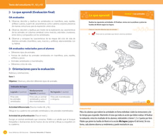 Texto del estudiante 12 y 13 43
41, 42 y

	 Lo que aprendí (Evaluación final)
OA evaluados
1.	 Observar, describir y clasificar, los vertebrados en mamíferos, aves, reptiles,
anfibios y peces, a partir de características como cubierta corporal, presencia
de mamas, estructuras para la respiración, entre otras.
2. 	 Observar, describir y clasificar, por medio de la exploración, las características
de los animales sin columna vertebral, como insectos, arácnidos, crustáceos,
entre otros y compararlos con los vertebrados.

Lo que aprendí

Unidad 1: Los animales

Realiza las siguientes actividades. Al finalizar, revisa con tu profesor y pinta las
huellas de Monti según tus logros.
Observar y describir diferentes tipos de animales

1.

Pinta solo los animales que tienen columna vertebral.

3. 	 Observar y comparar las características de las etapas del ciclo de vida de
distintos animales (mamíferos, aves, insectos y anfibios), relacionándolas con
su hábitat.

OA evaluados redactados para el alumno
•	 Diferentes tipos de animales.
•	 Formas de clasificar los animales vertebrados en mamíferos, aves, reptiles,
anfibios y peces.
•	 Animales vertebrados e invertebrados.
•	 Diferentes ciclos de vida.

	 Orientaciones para la evaluación
Rúbricas y orientaciones.
Ítem 1
Objetivo: Observar y describir diferentes tipos de animales.
Indicador de logro
Logrado (3 puntos)

Medianamente
logrado (2 puntos)

Pinta solo
los animales
vertebrados.

Pinta solo un animal
vertebrado y unos d
elos invertebrados.

No logrado (1 punto)
Pinta solo invertebrados
o ninguno.

Actividad diferenciada (Para los niveles ML y NL)
Dibuja en tu cuaderno tres animales vertebrados y tres animales invertebrados.
Actividad de profundización (Para el nivel L)
Escoge un animal vertebrado que conozcas. Pídele a un adulto que te busque
fotografías o ilustraciones de los huesos de ese animal y dibuja su esqueleto en
tu cuaderno.

56

Guía didáctica del docente – Ciencias Naturales 2º básico

_cuarenta y _uno

41

Evaluación final

Pída a los alumnos que realicen las actividades en forma individual. Léales las instrucciones y deles tiempo para responder. Muéstreles el ícono que indica la acción que deben realizar. Al finalizar
la evaluación, revise los resultados de los alumnos, indicándoles si tienen 1, 2 o 3 puntos por ítem.
Pídales que pinten las huellas de Monti en la sección Mis logros (página 45 del texto). De esta
forma, cada alumno observa su rendimiento y puede mostrarlo en casa.

 
