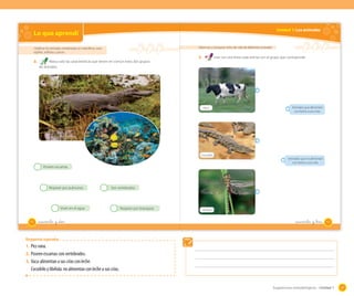 Unidad 1: Los animales

Lo que aprendí
Observar y comparar ciclos de vida de diferentes animales

Clasiﬁcar los animales vertebrados en mamíferos, aves,
reptiles, anﬁbios y peces

2.

3.

Une con una línea cada animal con el grupo que corresponde.

Marca solo las características que tienen en común estos dos grupos
de animales.

Vaca

Cocodrilo

Animales que alimentan
con leche a sus crías.

Animales que no alimentan
con leche a sus crías.

Poseen escamas

Respiran por pulmones

Son vertebrados

Viven en el agua
42

_cuarenta y _dos

Respiran por branquias

Libélula

_cuarenta y _tres

43

Respuestas esperadas

1.	 Pez-rana.
2.	 Poseen escamas-son vertebrados.
3.	 Vaca-alimentan a sus crías con leche.

	 Cocodrilo y libélula: no alimentan con leche a sus crías.
Sugerencias metodológicas - Unidad 1

57

 