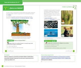 Texto del estudiante 56 y 57

Lección

1

¿Qué es un hábitat?

Unidad 2: Los hábitats
OA 4

Así como tú tienes un hogar (donde encuentras alimento, agua, abrigo y protección),
los animales también necesitan un lugar donde vivir. En la naturaleza, este lugar se
llama hábitat.
En su hábitat, los animales encuentran todo lo que necesitan para vivir. Estos
elementos son alimento, protección, luz, temperatura adecuada y refugio.

El hábitat de un animal puede ser muy grande.
Por ejemplo, el hábitat de las ballenas es una
gran extensión de un océano. También hay
hábitats muy pequeños, como una roca en el
mar, donde viven algunos moluscos, como los
choritos y las almejas.
El tamaño del hábitat de un animal
dependerá de las necesidades que este tenga.

Araña

Choritos

Este árbol es un hábitat para diferentes animales. Bajo el suelo
viven muchos invertebrados que necesitan tierra y humedad. En
las ramas del árbol algunos animales construyen sus refugios.

Actividad 1
Actividad 2 Observo un pequeño hábitat
Salgan al patio con su profesor. Busquen un pequeño lugar donde
puedan observar algunos invertebrados.

Ballena

Pudú

Así, como el hábitat de un pudú es un amplio espacio en el bosque, el de una araña, es la rama
de un árbol de ese bosque.

En la lección 1 aprendí
Investiga sobre tu animal favorito y dibújalo en una cartulina.

1. Escribe dos necesidades de tu animal.

a. ¿Qué animales observan?

56

2. ¿Dónde vive tu animal favorito?

b. ¿Cómo es el hábitat que están observando?

3. ¿Dónde obtiene su alimento y refugio?, ¿cuál es su hábitat?

_cincuenta y _siete

_cincuenta y seis

OA trabajado 4

Observar y comparar las características de distintos hábitats, identificando la
luminosidad, humedad y temperatura necesarias para la supervivencia de los
animales que habitan en él.

74

Recursos web para apoyar la lección

www.icarito.cl/enciclopedia/articulo/primer-ciclo-basico/ciencias-naturales/
organismos-ambiente-y-sus-interacciones/2010/03/25-8954-9-habitats.html
(información de los hábitats).

Guía didáctica del docente – Ciencias Naturales 2º básico

57

 