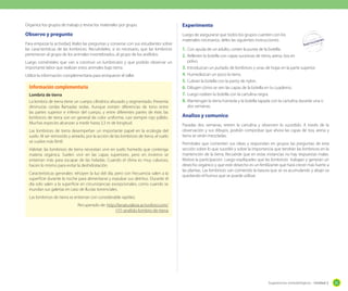 Organice los grupos de trabajo y revise los materiales por grupo.

Experimento

Observo y pregunto

Luego de asegurarse que todos los grupos cuenten con los
materiales necesarios, deles las siguientes instrucciones:

Para empezar la actividad, léales las preguntas y converse con sus estudiantes sobre
las características de las lombrices. Recuérdeles, si es necesario, que las lombrices
pertenecen al grupo de los animales invertebrados, al grupo de los anélidos.
Luego coménteles que van a construir un lumbricario y que podrán observar un
importante labor que realizan estos animales bajo tierra.
Utilice la información complementaria para enriquecer el taller.

Información complementaria
Lombriz de tierra
La lombriz de tierra tiene un cuerpo cilíndrico ahusado y segmentado. Presenta
diminutas cerdas llamadas sedas. Aunque existen diferencias de tono entre
las partes superior e inferior del cuerpo, y entre diferentes partes de éste, las
lombrices de tierra son en general de color uniforme, casi siempre rojo pálido.
Muchas especies alcanzan a medir hasta 3,3 m de longitud.
Las lombrices de tierra desempeñan un importante papel en la ecología del
suelo. Al ser removido y aireado, por la acción de las lombrices de tierra, el suelo
se vuelve más fértil.
Hábitat: las lombrices de tierra necesitan vivir en suelo húmedo que contenga
materia orgánica. Suelen vivir en las capas superiores, pero en invierno se
entierran más para escapar de las heladas. Cuando el clima es muy caluroso,
hacen lo mismo para evitar la deshidratación.
Características generales: rehúyen la luz del día, pero con frecuencia salen a la
superficie durante la noche para alimentarse y expulsar sus detritus. Durante el
día solo salen a la superficie en circunstancias excepcionales, como cuando se
inundan sus galerías en caso de lluvias torrenciales.

1.	 Con ayuda de un adulto, corten la punta de la botella.
2.	 Rellenen la botella con capas sucesivas de tierra, arena, tiza en
polvo.
3.	 Introduzcan un puñado de lombrices y unas de hojas en la parte superior.
4.	 Humedezcan un poco la tierra.
5.	 Cubran la botella con la panty de nylon.
6.	 Dibujen cómo se ven las capas de la botella en tu cuaderno.
7.	 Luego rodeen la botella con la cartulina negra.
8.	 Mantengan la tierra húmeda y la botella tapada con la cartulina durante una o
dos semanas.

Analizo y comunico
Pasadas dos semanas, retiren la cartulina y observen lo sucedido. A través de la
observación y sus dibujos, podrán comprobar que ahora las capas de tiza, arena y
tierra se verán mezcladas.
Permítales que comenten sus ideas y respondan en grupos las preguntas de esta
sección sobre lo que sucedió y sobre la importancia que tendrán las lombrices en la
mantención de la tierra. Recuerde que en estas instancias no hay respuestas malas.
Motive la participación. Luego explíqueles que las lombrices trabajan y generan un
desecho orgánico y que este desecho es un fertilizante que hará crecer más fuerte a
las plantas. Las lombrices van comiendo la basura que se va acumulando y abajo va
quedando el humus que se puede utilizar.

Las lombrices de tierra se entierran con considerable rapidez.
Recuperado de: http://lanaturaleza.activoforo.com/
t111-anelido-lombriz-de-tierra

Sugerencias metodológicas - Unidad 2

83

 