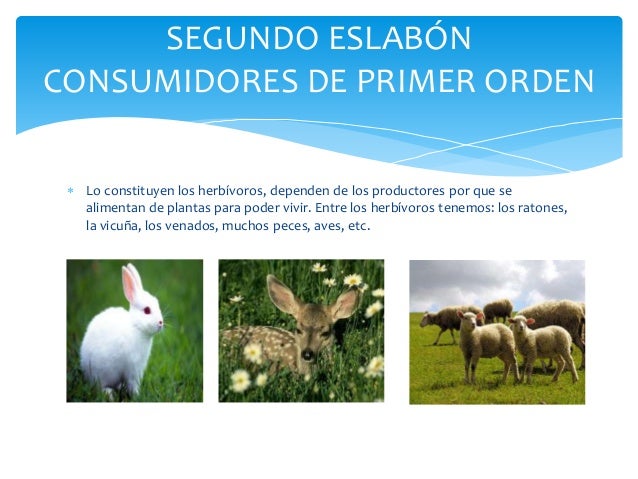 Resultado de imagen para eslabon consumidores