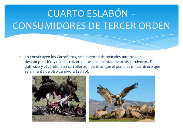 Resultado de imagen para eslabon consumidores