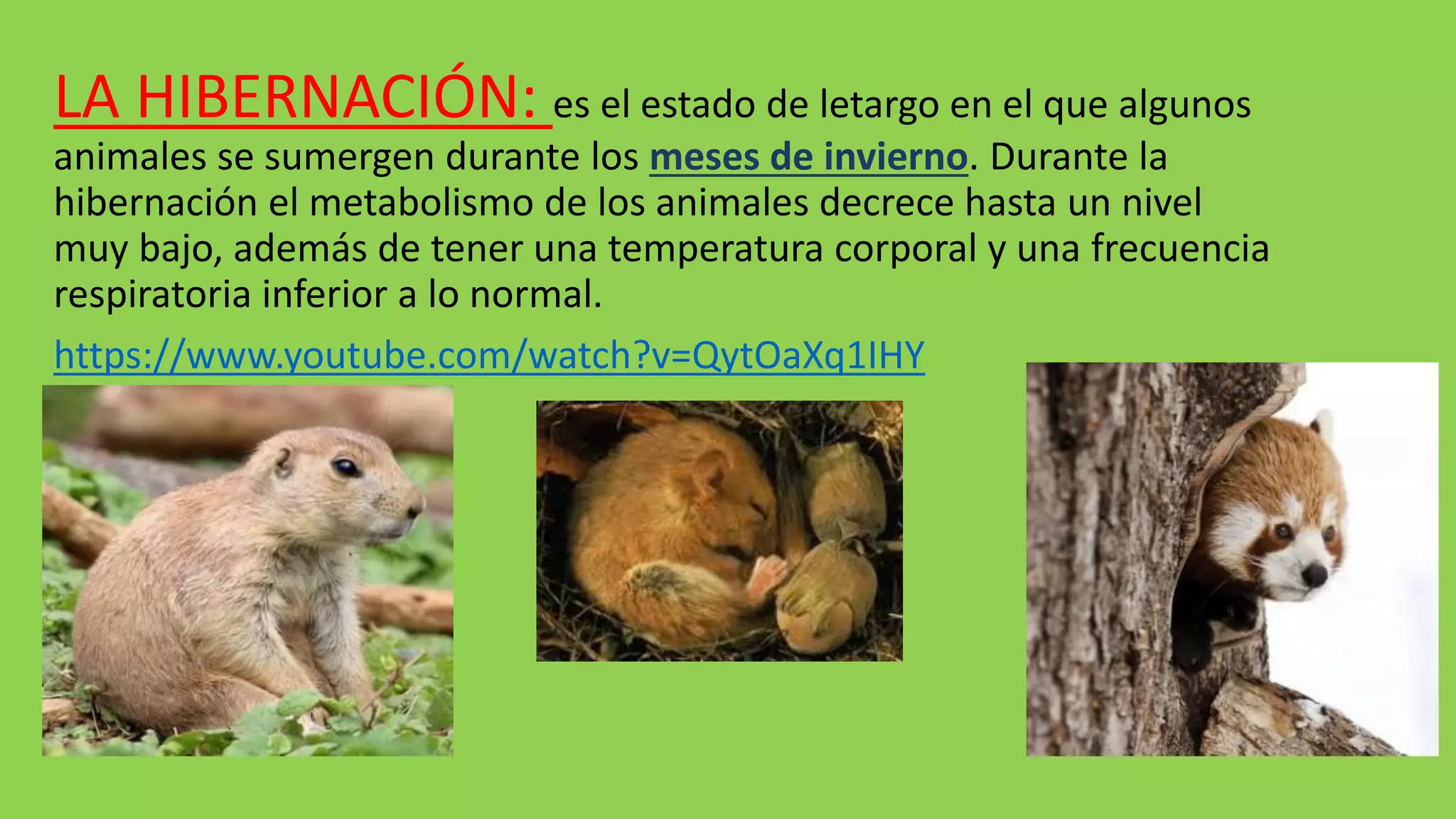 Ciencias naturales migracion hibernacion | PPT