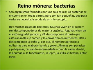 Reino mónera: bacterias
• Son organismos formados por una sola célula; las bacterias se
encuentran en todas partes, pero son tan pequeñas, que para
verlas se necesita la ayuda de un microscopio.
Hay muchas clases de bacterias. Muchas viven en el suelo y
son descomponedoras de materia orgánica. Algunas viven en
el estómago del ganado y allí descomponen el pasto que
estos animales se comen y lo convierten en nutrientes. Otras
descomponen la leche y, por eso, el hombre aprendió a
utilizarlas para elaborar kumis y yogur. Algunas son parásitas
y patógenas, causando enfermedades como la caries dental,
la neumonía, la tuberculosis, la lepra, la sífilis, el tétano, entre
otras.
 