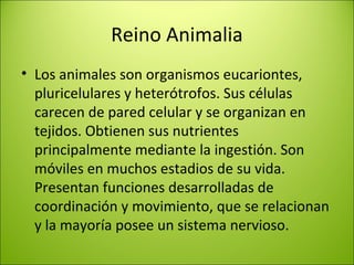 Reino Animalia
• Los animales son organismos eucariontes,
pluricelulares y heterótrofos. Sus células
carecen de pared celular y se organizan en
tejidos. Obtienen sus nutrientes
principalmente mediante la ingestión. Son
móviles en muchos estadios de su vida.
Presentan funciones desarrolladas de
coordinación y movimiento, que se relacionan
y la mayoría posee un sistema nervioso.
 