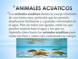*Los animales acuáticos tienen su cuerpo diseñado 
de una forma muy particular que les permite 
desplazarse fácilmente y a grandes velocidades en 
el agua. Pero no todos son iguales, están los que 
pueden respirar bajo el agua y los que no. 
Aprenda cómo hacen los animales acuáticos para 
nadar tan bien y cómo está conformado su cuerpo. 
 
