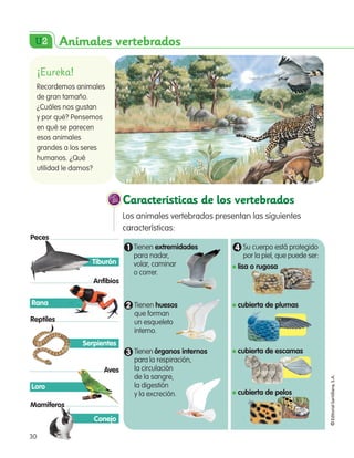 30
©EditorialSantillana,S.A.
Características de los vertebrados
Los animales vertebrados presentan las siguientes
caracter...