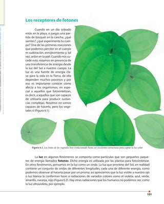 101
Los receptores de fotones
Figura 6.1. Las hojas de los vegetales han evolucionado hasta ser excelentes estructuras para captar la luz solar.
Cuando en un día soleado
estás en la playa, o juegas una par-
tida de básquet en la cancha, ¿qué
sientes?, ¿qué experimenta tu cuer-
po? Una de las primeras reacciones
que podemos percibir en el cuerpo
es sudoración, enrojecimiento y, tal
vez, ardor en la piel. Cuando nos su-
cede esto, estamos en presencia de
una transferencia de energía desde
la luz del Sol a nuestro cuerpo. La
luz es una fuente de energía cla-
ve para la vida en la Tierra, de ella
dependen muchos procesos y por
eso es importante conocer cómo
afecta a los organismos, en espe-
cial a aquellos que fotosintetizan,
es decir, a aquellos que son capaces
de utilizarla para producir sustan-
cias complejas. Nosotros no somos
capaces de hacerlo, pero los vege-
tales sí (Figura 6.1).
La luz en algunos fenómenos se comporta como partículas que son pequeños paque-
tes de energía llamados fotones. Dicha energía es utilizada por las plantas para fotosintetizar.
En otros fenómenos, pensamos en la luz como un onda. La luz que proviene del Sol, en realidad
contiene un conjunto de ondas de diferentes longitudes, cada una de diferente energía, como
podemos observar al hacerla pasar por un prisma; así apreciamos que la luz visible a nuestro ojo
o luz blanca la conforman luces o radiaciones de variados colores como el violeta, azul, verde,
amarillo, naranja, rojo (Figura 6.2). Hay otras radiaciones que los humanos no podemos ver, como
la luz ultravioleta, por ejemplo.
 