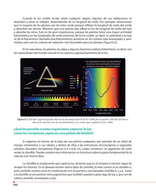 102
Cuando la luz visible incide sobre cualquier objeto, algunas de sus radiaciones se
absorben y otras se reflejan, dependiendo de su longitud de onda. Por ejemplo: observamos
que la mayoría de las plantas son de color verde porque reflejan la longitud de onda del verde
y absorben las demás. Mientras que una pelota roja refleja la luz de longitud de onda del rojo
y absorbe las otras. Esto es de gran importancia, porque las plantas tiene una mayor actividad
fotosintética en las longitudes de onda extremas de la luz visible, es decir, la velocidad a la que
se da la fotosíntesis (llamada tasa fotosintética) aumenta en los colores rojo-anaranjado y azul-
violeta, esos son los colores de radiación más favorables para las plantas (Figura 6.2).
En la naturaleza, las plantas, las algas y algunas bacterias realizan fotosíntesis, es decir, son
las especialistas del mundo natural en la captura y aprovechamiento de la luz.
Figura 6.2. Del lado izquierdo puedes observar la descomposición de la luz visible por un prisma. Del lado derecho se
observa la relación entre la tasa fotosintética y los colores que componen la luz visible.
¿Qué les permite a estos organismos capturar la luz
como los receptores capturan una pelota de béisbol?
Si viajamos al interior de la hoja de una planta cualquiera, por ejemplo de un árbol de
mango, entraremos a sus células y dentro de ellas a las estructuras microscópicas u organelos
celulares llamados cloroplastos (Figuras 6.3 y 6.4), los cuales contienen un pigmento de color
verde: la clorofila. Puedes ampliar esta información en la lectura sobre la pieza fundamental de la
vida de este mismo libro.
La clorofila es el pigmento que capta la luz, diríamos que es el receptor o cátcher capaz de
atrapar los fotones. En el planeta existen varios tipos de clorofila, la más común es la clorofila a,
pero, también existen otras en combinación con la primera y son llamadas clorofila b, c y d. Junto
a la clorofila se encuentran otros pigmentos que también pueden captar algo de luz, y que son de
colores amarillo, anaranjado y rojo.
 