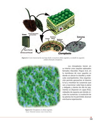 103
Figura 6.3. Corte transversal de una hoja donde se muestran células vegetales y en detalle los organelos
celulares llamados cloroplastos.
Los cloroplastos tienen en
su interior unos saquitos aplanados
llamados tilacoides (Figura 6.3), en
la membrana de esos saquitos es
donde se ubican la clorofila y molé-
culas acompañantes. Esta organiza-
ción permite aprovechar al máximo
la luz y movilizar las sustancias que
van a reaccionar: cada hoja es plana
y delgada, y dentro de ella los pig-
mentos se disponen en capas finas,
rodeados de espacios por donde cir-
culan las sustancias. La evolución de
las plantas les ha permitido alcanzar
esta buena organización.
Figura 6.4. Cloroplastos en células vegetales.
Fuente: Wikimedia Commons. Autor: Kristian Peters.
 