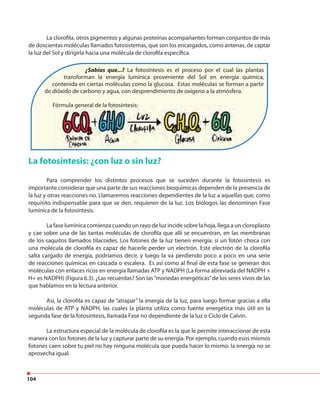 104
La clorofila, otros pigmentos y algunas proteínas acompañantes forman conjuntos de más
de doscientas moléculas llamados fotosistemas, que son los encargados, como antenas, de captar
la luz del Sol y dirigirla hacia una molécula de clorofila específica.
¿Sabías que...? La fotosíntesis es el proceso por el cual las plantas
transforman la energía lumínica proveniente del Sol en energía química,
contenida en ciertas moléculas como la glucosa. Estas moléculas se forman a partir
de dióxido de carbono y agua, con desprendimiento de oxígeno a la atmósfera.
Fórmula general de la fotosíntesis:
La fotosíntesis: ¿con luz o sin luz?
Para comprender los distintos procesos que se suceden durante la fotosíntesis es
importante considerar que una parte de sus reacciones bioquímicas dependen de la presencia de
la luz y otras reacciones no. Llamaremos reacciones dependientes de la luz a aquellas que, como
requisito indispensable para que se den, requieren de la luz. Los biólogos las denominan Fase
lumínica de la fotosíntesis.
La fase lumínica comienza cuando un rayo de luz incide sobre la hoja, llega a un cloroplasto
y cae sobre una de las tantas moléculas de clorofila que allí se encuentran, en las membranas
de los saquitos llamados tilacoides. Los fotones de la luz tienen energía: si un fotón choca con
una molécula de clorofila es capaz de hacerle perder un electrón. Este electrón de la clorofila
salta cargado de energía, podríamos decir, y luego la va perdiendo poco a poco en una serie
de reacciones químicas en cascada o escalera. Es así como al final de esta fase se generan dos
moléculas con enlaces ricos en energía llamadas ATP y NADPH (La forma abreviada del NADPH +
H+ es NADPH) (Figura 6.3). ¿Las recuerdas? Son las“monedas energéticas”de los seres vivos de las
que hablamos en la lectura anterior.
Así, la clorofila es capaz de “atrapar” la energía de la luz, para luego formar gracias a ella
moléculas de ATP y NADPH, las cuales la planta utiliza como fuente energética más útil en la
segunda fase de la fotosíntesis, llamada Fase no dependiente de la luz o Ciclo de Calvin.
La estructura especial de la molécula de clorofila es la que le permite interaccionar de esta
manera con los fotones de la luz y capturar parte de su energía. Por ejemplo, cuando esos mismos
fotones caen sobre tu piel no hay ninguna molécula que pueda hacer lo mismo: la energía no se
aprovecha igual.
Fórmula general de la fotosíntesis:
 