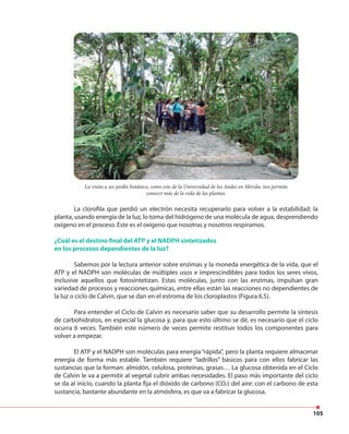 105
La visita a un jardín botánico, como este de la Universidad de los Andes en Mérida, nos permite
conocer más de la vida de las plantas.
La clorofila que perdió un electrón necesita recuperarlo para volver a la estabilidad: la
planta, usando energía de la luz, lo toma del hidrógeno de una molécula de agua, desprendiendo
oxígeno en el proceso. Este es el oxígeno que nosotras y nosotros respiramos.
¿Cuál es el destino final del ATP y el NADPH sintetizados
en los procesos dependientes de la luz?
Sabemos por la lectura anterior sobre enzimas y la moneda energética de la vida, que el
ATP y el NADPH son moléculas de múltiples usos e imprescindibles para todos los seres vivos,
inclusive aquellos que fotosintetizan. Estas moléculas, junto con las enzimas, impulsan gran
variedad de procesos y reacciones químicas, entre ellas están las reacciones no dependientes de
la luz o ciclo de Calvin, que se dan en el estroma de los cloroplastos (Figura 6.5).
Para entender el Ciclo de Calvin es necesario saber que su desarrollo permite la síntesis
de carbohidratos, en especial la glucosa y, para que esto último se dé, es necesario que el ciclo
ocurra 6 veces. También este número de veces permite restituir todos los componentes para
volver a empezar.
El ATP y el NADPH son moléculas para energía “rápida”, pero la planta requiere almacenar
energía de forma más estable. También requiere “ladrillos” básicos para con ellos fabricar las
sustancias que la forman: almidón, celulosa, proteínas, grasas… La glucosa obtenida en el Ciclo
de Calvin le va a permitir al vegetal cubrir ambas necesidades. El paso más importante del ciclo
se da al inicio, cuando la planta fija el dióxido de carbono (CO2) del aire: con el carbono de esta
sustancia, bastante abundante en la atmósfera, es que va a fabricar la glucosa.
 
