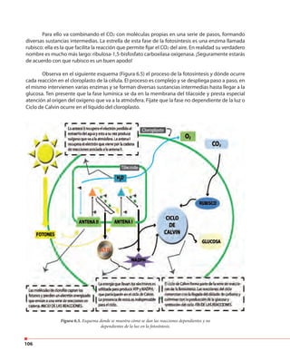 106
Para ello va combinando el CO2 con moléculas propias en una serie de pasos, formando
diversas sustancias intermedias. La estrella de esta fase de la fotosíntesis es una enzima llamada
rubisco: ella es la que facilita la reacción que permite fijar el CO2 del aire. En realidad su verdadero
nombre es mucho más largo: ribulosa-1,5-bisfosfato carboxilasa oxigenasa. ¡Seguramente estarás
de acuerdo con que rubisco es un buen apodo!
Observa en el siguiente esquema (Figura 6.5) el proceso de la fotosíntesis y dónde ocurre
cada reacción en el cloroplasto de la célula. El proceso es complejo y se despliega paso a paso, en
el mismo intervienen varias enzimas y se forman diversas sustancias intermedias hasta llegar a la
glucosa. Ten presente que la fase lumínica se da en la membrana del tilacoide y presta especial
atención al origen del oxígeno que va a la atmósfera. Fíjate que la fase no dependiente de la luz o
Ciclo de Calvin ocurre en el líquido del cloroplasto.
Figura 6.5. Esquema donde se muestra cómo se dan las reacciones dependientes y no
dependientes de la luz en la fotosíntesis.
 