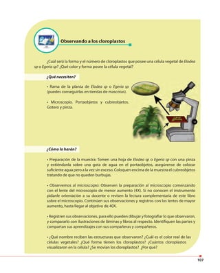 107
Observando a los cloroplastos
¿Cuál será la forma y el número de cloroplastos que posee una célula vegetal de Elodea
sp o Egeria sp? ¿Qué color y forma posee la célula vegetal?
¿Qué necesitan?
¿Cómo lo harán?
• Preparación de la muestra: Tomen una hoja de Elodea sp o Egeria sp con una pinza
y extiéndanla sobre una gota de agua en el portaobjetos, asegúrense de colocar
suficiente agua pero a la vez sin exceso. Coloquen encima de la muestra el cubreobjetos
tratando de que no queden burbujas.
• Observemos al microscopio: Observen la preparación al microscopio comenzando
con el lente del microscopio de menor aumento (4X). Si no conocen el instrumento
pídanle orientación a su docente o revisen la lectura complementaria de este libro
sobre el microscopio. Continúen sus observaciones y registros con los lentes de mayor
aumento, hasta llegar al objetivo de 40X.
• Registren sus observaciones, para ello pueden dibujar y fotografiar lo que observaron,
y compararlo con ilustraciones de láminas y libros al respecto. Identifiquen las partes y
compartan sus aprendizajes con sus compañeras y compañeros.
• ¿Qué nombre reciben las estructuras que observaron? ¿Cuál es el color real de las
células vegetales? ¿Qué forma tienen los cloroplastos? ¿Cuántos cloroplastos
visualizaron en la célula? ¿Se movían los cloroplastos? ¿Por qué?
• Rama de la planta de Elodea sp o Egeria sp
(puedes conseguirlas en tiendas de mascotas).
• Microscopio. Portaobjetos y cubreobjetos.
Gotero y pinza.
 