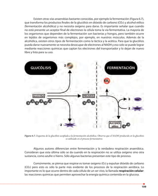 109
Existen otras vías anaerobias bastante conocidas, por ejemplo la fermentación (Figura 6.7),
que transforma los productos finales de la glucólisis en dióxido de carbono (CO2) y alcohol etílico
(fermentación alcohólica) y no necesita oxígeno para darse. Es importante señalar que cuando
no está presente un aceptor final de electrones la célula toma la vía fermentativa. La mayoría de
los organismos que dependen de la fermentación son bacterias y hongos, pero también ocurre
en tejidos de organismos más complejos, por ejemplo, en nuestros músculos. Además de la
alcohólica, existen otros tipos de fermentación como la láctica y la acética. Para que la glucólisis
pueda darse nuevamente se necesita desocupar de electrones al NADH y eso solo se puede lograr
mediante reacciones químicas que captan los electrones del transportador y lo dejan de nuevo
libre y listo para su uso.
Algunos autores diferencian entre fermentación y la verdadera respiración anaeróbica.
Consideran que esta última sólo se da cuando en la respiración no se utiliza oxígeno sino otra
sustancia, como azufre o hierro. Sólo algunas bacterias presentan este tipo de proceso.
Comúnmente, se piensa que respirar es tomar oxígeno (O2) y expulsar dióxido de carbono
(CO2) pero esto es sólo la parte más evidente de los procesos de la respiración aeróbica. Lo
importante es lo que ocurre dentro de cada célula de un ser vivo, la llamada respiración celular:
las reacciones químicas que permiten aprovechar la energía química contenida en la glucosa.
Figura 6.7. Esquema de la glucólisis acoplada a la fermentación alcohólica. Observa que el NADH producido en la glucólisis
es utilizado en el proceso fermentativo.
 
