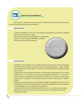 110
¿Cómo son las levaduras?
¿Qué forma y coloración tiene la levadura Saccharomyces cerevisiae? ¿Qué aspecto
toma una levadura cuando está reproductiva?
¿Qué necesitan?
¿Cómo lo harán?
• Preparación de la muestra: Con un gotero, tomen una porción de cultivo de levadura
(Saccharomyces cerevisiae) y añadan una gota sobre el portaobjetos. Luego coloquen
encima de la gota el cubreobjetos, tratando en lo posible de que no queden burbujas
en la muestra.
• Observemos al microscopio: Observen al microscopio comenzando por el menor
aumento (4X). Si no conocen el instrumento, pídanle orientación a su docente o
revisen la lectura complementaria de este libro sobre el microscopio. Continúen sus
observaciones y registros con los lentes de mayor aumento, hasta llegar al objetivo
de 40X.
• Registren sus observaciones, para ello pueden dibujar y fotografiar lo que observaron,
y compararlo con ilustraciones de láminas y libros. Identifiquen las partes y compartan
sus aprendizajes con sus compañeras y compañeros.
• ¿Cuál es el color de las levaduras? ¿Qué forma tienen? ¿Las células están juntas o
separadas? Si están juntas ¿son del mismo tamaño? Si son de diferentes tamaños
¿a qué se debe esto?
• Cultivo de levaduras al 10% m/v (usar levadura instantánea). 5 g de azúcar. Vinagre.
Solución de sal al 10% m/v. Agua.
• Microscopio. Láminas de portaobjetos y cubreobjetos.
• Gotero. 6 tubos de ensayo. Plastilina. 2 gradillas.
• Mangueras de goma o torniquetes.
 