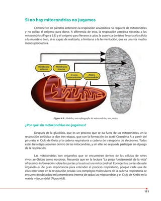 111
Si no hay mitocondrias no jugamos
Como leíste en párrafos anteriores la respiración anaeróbica no requiere de mitocondrias
y no utiliza el oxígeno para darse. A diferencia de esto, la respiración aeróbica necesita a las
mitocondrias (Figura 6.8) y el oxígeno para llevarse a cabo, la ausencia de éstos llevaría a la célula
a la muerte o bien, si es capaz de realizarla, a limitarse a la fermentación, que es una vía mucho
menos productiva.
¿Por qué sin mitocondrias no jugamos?
Después de la glucólisis, que es un proceso que se da fuera de las mitocondrias, en la
respiración aeróbica se dan tres etapas, que son la formación de acetil Coenzima A a partir del
piruvato, el Ciclo de Krebs y la cadena respiratoria o cadena de transporte de electrones. Todas
estas tres etapas ocurren dentro de las mitocondrias, y sin ellas no se puede participar en el juego
de la respiración.
Las mitocondrias son organelos que se encuentran dentro de las células de seres
vivos aeróbicos como nosotros. Recuerda que en la lectura “La pieza fundamental de la vida”
ofrecemos información sobre las partes y la estructura mitocondrial. Conocer las partes de este
organelo es de gran importancia para entender el proceso respiratorio, porque cada una de
ellas interviene en la respiración celular. Los complejos moleculares de la cadena respiratoria se
encuentran ubicados en la membrana interna de todas las mitocondrias y el Ciclo de Krebs en la
matriz mitocondrial (Figura 6.8).
Figura 6.8. Modelo y microfotografía de mitocondria y sus partes.
 