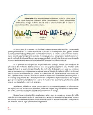 112
¿Sabías que...? La respiración es el proceso en el cual la célula extrae
de ciertas moléculas (como las de los carbohidratos), a través de reacciones
enzimáticas, energía en forma de ATP para su funcionamiento. En el caso de la
respiración aeróbica requiere de oxígeno.
En el esquema de la figura 6.9 se detalla el proceso de respiración aeróbica, comenzando
por la glucólisis hasta la cadena respiratoria. El proceso se realiza paso a paso, genera diversas
sustancias intermedias y utiliza varias enzimas. Pero su lógica es sencilla: la glucosa tiene encerra-
da en sus enlaces una importante cantidad de energía, gracias a la respiración la célula logra rom-
per la molécula de glucosa, liberar esa energía y guardarla en moléculas de un compuesto que la
transporta rápidamente a donde haga falta: el ATP, nuestra“moneda energética”.
En la primera fase del proceso (la glucólisis) sólo se logra romper cada molécula de
glucosa en dos moléculas de tres carbonos cada una y apenas se generan así 2 ATP. Pero en la
segunda fase de la respiración aeróbica, las dos moléculas de tres carbonos cada una terminan
descompuestas en seis moléculas de un solo carbono: el dióxido de carbono o CO2. Esta fase del
proceso es mucho más productiva: genera 36 moléculas de ATP. Recordarás que, en nuestro caso,
el CO2 producido en cada una de nuestras células lo expulsamos finalmente al exterior gracias a
la sangre y los pulmones. Esta descomposición tan completa de la glucosa necesita del oxígeno
para producirse. El mismo lo tomamos a través de nuestras vías respiratorias y lo llevamos a cada
una de nuestras células a través de la sangre.
Aquí hemos hablado del azúcar glucosa, pero otros compuestos pueden así mismo entrar
en algún punto del proceso: concretamente, moléculas simples de grasas e incluso aminoácidos.
De hecho, las moléculas de grasas son buenos reservorios de energía.
No solo los animales, también las plantas respiran, pues la energía que atrapan del Sol la
guardan en moléculas como las de glucosa y otras, y cuando necesitan de la energía, rompen
estas moléculas mediante el proceso respiratorio. De hecho, la respiración aeróbica está presente
en animales, plantas, algas y muchos microrganismos.
Glucosa Oxígeno Agua
como (ATP)
Dióxido de
carbono
 