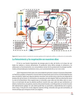113
Figura 6.9. Esquema donde se muestran las reacciones químicas de la respiración aeróbica y su ubicación en la mitocondria.
La fotosíntesis y la respiración en nuestros días
El Sol es una fuente importante de energía para la vida, de hecho, es la base de casi
todas las cadenas y tramas alimentarias. El productor toma dicha energía, la almacena y la
utiliza para su funcionamiento. Los consumidores toman de los productores la energía transfor-
mada y almacenada para mantenerse vivos, y así sucesivamente de un ser vivo a otro.
¿Qué importancia tiene para una comunidad de personas conocer el proceso fotosintéti-
co? Nuestros pueblos campesinos conocen bien lo importante que es la luz y la intensidad de ésta
para una planta. Saben que algunas plantas necesitan más sol que otras y que de esto depende la
producción de los frutos, el crecimiento y la reproducción del vegetal. Toda esa información tiene
su raíz en la fotosíntesis. Otro aspecto que es conocido y que cada vez más debe calar en noso-
tros, es el principio de que las plantas purifican nuestro aire, que cada vez que sembramos un
árbol y mantenemos una planta, estamos descontaminando y contribuyendo con la disminución
del calentamiento global. Un solo árbol puede fijar en promedio y dependiendo de la especie,
entre 4 kg y 16 kg de CO2 al año (algunas especies 40 kg), retirando este gas de la atmósfera, al
mismo tiempo que enriquece el aire con oxígeno.
 