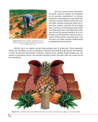 114
¿De qué manera hemos aprovecha-
do desde nuestros orígenes las bondades
de los procesos respiratorios? La primera
respuesta a esta pregunta es que desde que
nacemos, inclusive desde el vientre de nues-
tra madre, estamos respirando; todos los or-
ganismos respiran, necesitan de la energía
que se produce en este proceso para poder
vivir. Muy aparte de la necesidad vital, están
otras formas de aprovechamiento de la res-
piración y la fermentación. Cada vez que to-
mamos chicha andina, comemos pan o nos
tomamos una malta, estamos evidenciando
la utilidad de la fermentación.Figura 6.10. Nuestros pueblos campesinos conocen
bien sus cultivos y los requerimientos de estos. Fuente:
Min. P. P. Agricultura y Tierras
Muchas veces sin saberlo usamos biotecnología para la producción. Como pequeños
obreros en una fábrica, así son las levaduras y bacterias que facilitan la generación de alimentos
a través del proceso fermentativo. Debemos mejorar todas aquellas biotecnologías que nos
ayuden a contaminar menos y nos permitan alcanzar el buen vivir para cada una y cada uno de
los venezolanos.
Figura 6.11. La chicha andina es una bebida tradicional de esa zona de nuestro país. ¿Alguna vez la has probado?
 