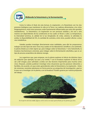 115
Midiendo la fotosíntesis y la fermentación
Como lo indica el título de esta lectura, la respiración y la fotosíntesis son los dos
procesos biológicos que mantienen la vida en la Tierra. Las cadenas alimentarias y los ciclos
biogeoquímicos, entre otros procesos, están fuertemente influenciados por estos dos grandes
metabolismos. La fotosíntesis y la respiración no son procesos aislados y de una u otra
manera son dependientes de las condiciones en las cuales se llevan a cabo. La temperatura,
la intensidad lumínica, la calidad de la luz (longitudes de onda, colores), la salinidad, la
acidez, la disponibilidad de CO2, la cantidad de sustratos, entre otros, pueden afectar a estas
vías metabólicas.
Ustedes pueden investigar directamente estas realidades, para ello les proponemos
trabajar con dos tipos de seres vivos muy usados en los laboratorios científicos: uno autótrofo,
la planta Elodea sp (o bien Egeria sp), para indagar sobre la fotosíntesis. Y otro heterótrofo, la
levadura Saccharomyces cerevisiae, para indagar sobre la fermentación alcohólica, que es un
tipo de proceso anaeróbico de obtener energía.
Les sugerimos que, para empezar, con la planta exploren el efecto de distintos tipos
de radiación (por ejemplo, luz azul y luz verde). Y con la levadura exploren el efecto de la
sal y del vinagre, pues salinidad y acidez son dos factores importantes para muchos seres
vivos. Después, ustedes pudieran investigar otras situaciones que les parezcan relevantes y
factibles, de acuerdo a lo que están aprendiendo sobre la fotosíntesis y la respiración. Antes
de comenzar, necesitan plantearse en forma precisa sus preguntas de investigación: ¿qué es
lo que van a investigar con la planta y con la levadura? Pueden guiarse por nuestra propuesta
de trabajo.
En el espectro de la luz visible, algunos colores de luz son mejor aprovechados por las plantas que otros.
 