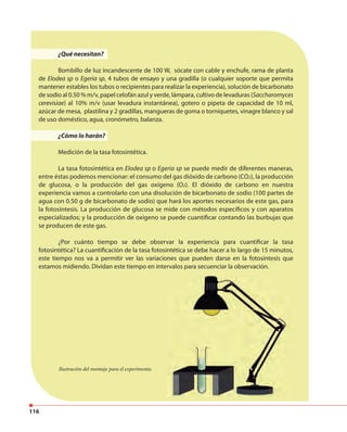 116
¿Qué necesitan?
Bombillo de luz incandescente de 100 W, sócate con cable y enchufe, rama de planta
de Elodea sp o Egeria sp, 4 tubos de ensayo y una gradilla (o cualquier soporte que permita
mantener estables los tubos o recipientes para realizar la experiencia), solución de bicarbonato
de sodio al 0.50 % m/v, papel celofán azul y verde, lámpara, cultivo de levaduras (Saccharomyces
cerevisiae) al 10% m/v (usar levadura instantánea), gotero o pipeta de capacidad de 10 ml,
azúcar de mesa, plastilina y 2 gradillas, mangueras de goma o torniquetes, vinagre blanco y sal
de uso doméstico, agua, cronómetro, balanza.
¿Cómo lo harán?
Medición de la tasa fotosintética.
La tasa fotosintética en Elodea sp o Egeria sp se puede medir de diferentes maneras,
entre éstas podemos mencionar: el consumo del gas dióxido de carbono (CO2), la producción
de glucosa, o la producción del gas oxígeno (O2). El dióxido de carbono en nuestra
experiencia vamos a controlarlo con una disolución de bicarbonato de sodio (100 partes de
agua con 0.50 g de bicarbonato de sodio) que hará los aportes necesarios de este gas, para
la fotosíntesis. La producción de glucosa se mide con métodos específicos y con aparatos
especializados; y la producción de oxígeno se puede cuantificar contando las burbujas que
se producen de este gas.
¿Por cuánto tiempo se debe observar la experiencia para cuantificar la tasa
fotosintética? La cuantificación de la tasa fotosintética se debe hacer a lo largo de 15 minutos,
este tiempo nos va a permitir ver las variaciones que pueden darse en la fotosíntesis que
estamos midiendo. Dividan este tiempo en intervalos para secuenciar la observación.
Ilustración del montaje para el experimento.
 