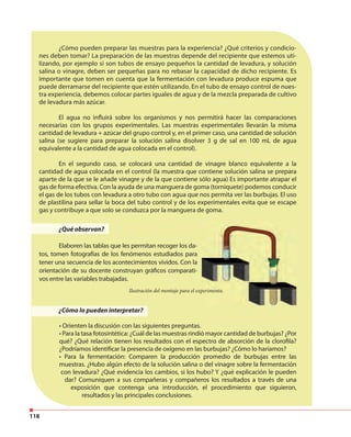 118
Ilustración del montaje para el experimento.
¿Qué observan?
Elaboren las tablas que les permitan recoger los da-
tos, tomen fotografías de los fenómenos estudiados para
tener una secuencia de los acontecimientos vividos. Con la
orientación de su docente construyan gráficos comparati-
vos entre las variables trabajadas.
¿Cómo pueden preparar las muestras para la experiencia? ¿Qué criterios y condicio-
nes deben tomar? La preparación de las muestras depende del recipiente que estemos uti-
lizando, por ejemplo si son tubos de ensayo pequeños la cantidad de levadura, y solución
salina o vinagre, deben ser pequeñas para no rebasar la capacidad de dicho recipiente. Es
importante que tomen en cuenta que la fermentación con levadura produce espuma que
puede derramarse del recipiente que estén utilizando. En el tubo de ensayo control de nues-
tra experiencia, debemos colocar partes iguales de agua y de la mezcla preparada de cultivo
de levadura más azúcar.
El agua no influirá sobre los organismos y nos permitirá hacer las comparaciones
necesarias con los grupos experimentales. Las muestras experimentales llevarán la misma
cantidad de levadura + azúcar del grupo control y, en el primer caso, una cantidad de solución
salina (se sugiere para preparar la solución salina disolver 3 g de sal en 100 mL de agua
equivalente a la cantidad de agua colocada en el control).
En el segundo caso, se colocará una cantidad de vinagre blanco equivalente a la
cantidad de agua colocada en el control (la muestra que contiene solución salina se prepara
aparte de la que se le añade vinagre y de la que contiene sólo agua) Es importante atrapar el
gas de forma efectiva. Con la ayuda de una manguera de goma (torniquete) podemos conducir
el gas de los tubos con levadura a otro tubo con agua que nos permita ver las burbujas. El uso
de plastilina para sellar la boca del tubo control y de los experimentales evita que se escape
gas y contribuye a que solo se conduzca por la manguera de goma.
¿Cómo lo pueden interpretar?
• Orienten la discusión con las siguientes preguntas.
• Para la tasa fotosintética: ¿Cuál de las muestras rindió mayor cantidad de burbujas? ¿Por
qué? ¿Qué relación tienen los resultados con el espectro de absorción de la clorofila?
¿Podríamos identificar la presencia de oxígeno en las burbujas? ¿Cómo lo haríamos?
• Para la fermentación: Comparen la producción promedio de burbujas entre las
muestras. ¿Hubo algún efecto de la solución salina o del vinagre sobre la fermentación
con levadura? ¿Qué evidencia los cambios, si los hubo? Y ¿qué explicación le pueden
dar? Comuniquen a sus compañeras y compañeros los resultados a través de una
exposición que contenga una introducción, el procedimiento que siguieron,
resultados y las principales conclusiones.
 