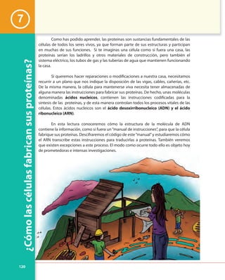 120
¿Cómolascélulasfabricansusproteínas?
Como has podido aprender, las proteínas son sustancias fundamentales de las
células de todos los seres vivos, ya que forman parte de sus estructuras y participan
en muchas de sus funciones. Si te imaginas una célula como si fuera una casa, las
proteínas serían los ladrillos y otros materiales de construcción, pero también el
sistema eléctrico, los tubos de gas y las tuberías de agua que mantienen funcionando
la casa.
Si queremos hacer reparaciones o modificaciones a nuestra casa, necesitamos
recurrir a un plano que nos indique la disposición de las vigas, cables, cañerías, etc.
De la misma manera, la célula para mantenerse viva necesita tener almacenadas de
alguna manera las instrucciones para fabricar sus proteínas. De hecho, unas moléculas
denominadas ácidos nucleicos, contienen las instrucciones codificadas para la
síntesis de las proteínas, y de esta manera controlan todos los procesos vitales de las
células. Estos ácidos nucleicos son el ácido desoxirribonucleico (ADN) y el ácido
ribonucleico (ARN).
En esta lectura conoceremos cómo la estructura de la molécula de ADN
contiene la información, como si fuera un“manual de instrucciones”, para que la célula
fabrique sus proteínas. Descifraremos el código de este“manual”y estudiaremos cómo
el ARN transcribe estas instrucciones para traducirlas a proteínas. También veremos
que existen excepciones a este proceso. El modo como ocurre todo ello es objeto hoy
de prometedoras e intensas investigaciones.
7
el ARN transcribe estas instrucciones para traducirlas a proteínas. También veremos
que existen excepciones a este proceso. El modo como ocurre todo ello es objeto hoy
de prometedoras e intensas investigaciones.
 