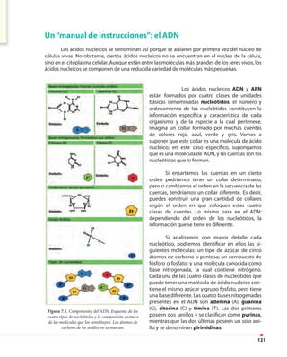 121
Un“manual de instrucciones”: el ADN
Los ácidos nucleicos se denominan así porque se aislaron por primera vez del núcleo de
células vivas. No obstante, ciertos ácidos nucleicos no se encuentran en el núcleo de la célula,
sino en el citoplasma celular. Aunque están entre las moléculas más grandes de los seres vivos, los
ácidos nucleicos se componen de una reducida variedad de moléculas más pequeñas.ácidos nucleicos se componen de una reducida variedad de moléculas más pequeñas.
Los ácidos nucleicos ADN y ARN
están formados por cuatro clases de unidades
básicas denominadas nucleótidos; el número y
ordenamiento de los nucleótidos constituyen la
información específica y característica de cada
organismo y de la especie a la cual pertenece.
Imagina un collar formado por muchas cuentas
de colores rojo, azul, verde y gris. Vamos a
suponer que este collar es una molécula de ácido
nucleico; en este caso específico, supongamos
que es una molécula de ADN, y las cuentas son los
nucleótidos que lo forman.
Si ensartamos las cuentas en un cierto
orden podríamos tener un collar determinado,
pero si cambiamos el orden en la secuencia de las
cuentas, tendríamos un collar diferente. Es decir,
puedes construir una gran cantidad de collares
según el orden en que coloques estas cuatro
clases de cuentas. Lo mismo pasa en el ADN:
dependiendo del orden de los nucleótidos, la
información que se tiene es diferente.
Si analizamos con mayor detalle cada
nucleótido, podremos identificar en ellos las si-
guientes moléculas: un tipo de azúcar de cinco
átomos de carbono o pentosa; un compuesto de
fósforo o fosfato; y una molécula conocida como
base nitrogenada, la cual contiene nitrógeno.
Cada una de las cuatro clases de nucleótidos que
puede tener una molécula de ácido nucleico con-
tiene el mismo azúcar y grupo fosfato, pero tiene
una base diferente. Las cuatro bases nitrogenadas
presentes en el ADN son adenina (A), guanina
(G), citosina (C) y timina (T). Las dos primeras
poseen dos anillos y se clasifican como purinas,
mientras que las dos últimas poseen un solo ani-
llo y se denominan pirimidinas.
Figura 7.1. Componentes del ADN. Esquema de los
cuatro tipos de nucleótidos y la composición química
de las moléculas que los constituyen. Los átomos de
carbono de los anillos no se marcan.
 