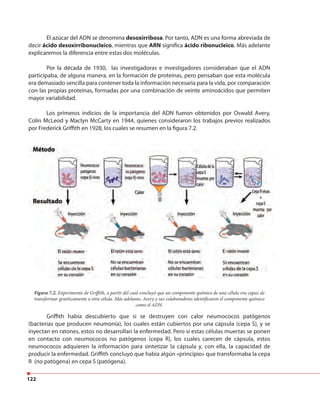 122
El azúcar del ADN se denomina desoxirribosa. Por tanto, ADN es una forma abreviada de
decir ácido desoxirribonucleico, mientras que ARN significa ácido ribonucleico. Más adelante
explicaremos la diferencia entre estas dos moléculas.
Por la década de 1930, las investigadoras e investigadores consideraban que el ADN
participaba, de alguna manera, en la formación de proteínas, pero pensaban que esta molécula
era demasiado sencilla para contener toda la información necesaria para la vida, por comparación
con las propias proteínas, formadas por una combinación de veinte aminoácidos que permiten
mayor variabilidad.
Los primeros indicios de la importancia del ADN fueron obtenidos por Oswald Avery,
Colin McLeod y Maclyn McCarty en 1944, quienes consideraron los trabajos previos realizados
por Frederick Griffith en 1928, los cuales se resumen en la figura 7.2.
Griffith había descubierto que si se destruyen con calor neumococos patógenos
(bacterias que producen neumonía), los cuales están cubiertos por una cápsula (cepa S), y se
inyectan en ratones, estos no desarrollan la enfermedad. Pero si estas células muertas se ponen
en contacto con neumococos no patógenos (cepa R), los cuales carecen de cápsula, estos
neumococos adquieren la información para sintetizar la cápsula y, con ella, la capacidad de
producir la enfermedad. Griffith concluyó que había algún «principio» que transformaba la cepa
R (no patógena) en cepa S (patógena).
Figura 7.2. Experimento de Griffith, a partir del cual concluyó que un componente químico de una célula era capaz de
transformar genéticamente a otra célula. Más adelante, Avery y sus colaboradores identificaron el componente químico
como el ADN.
 