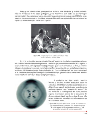 123
Figura 7.3. Avery trabajando en su laboratorio hacia 1930.
Fuente: Laboratorio Cold Spring Harbor
En 1950, el científico austríaco Erwin Chargaff analizó en detalle la composición de bases
del ADN extraído de diferentes organismos. Demostró que, independientemente de la especie a
la que pertenecía el ADN, la proporción de purinas era igual a la de pirimidinas. Es decir, la adenina
(A) aparecía con tanta frecuencia como la timina (T), y la guanina (G) con tanta frecuencia como
la citosina (C). Había dos juegos de equivalencias, A y T por un lado y G y C por otro. Esto daba al
ADN suficiente complejidad como para contener el código genético de los seres vivos. Faltaba
ahora descifrar la estructura de esa compleja molécula.
A mediados del siglo pasado, Maurice
Wilkins y Rosalind Franklin trabajaban sobre la
estructura del ADN con una técnica conocida como
difracción de rayos X. Mediante este procedimiento
pudieron obtener una “imagen de sombra” de
una molécula, la cual le puede dar a una persona
experta información acerca de la estructura de
dicha molécula; igual que la sombra de una silla
proyectada en una pantalla nos puede decir mucho
de la forma de la silla.
Figura 7.4. Imagen de difracción de rayos X del ADN tomada
por Rosalind Franklin y publicada el 25 de abril de 1953 en
la revista Nature. En este mismo número Watson y Crick
presentaban su modelo de la estructura del ADN.
Avery y sus colaboradores produjeron un extracto libre de células y aislaron distintos
tipos de moléculas de las cepas patógenas, para determinar cuál podía ser ese “principio
transformador”. Esperaban que fueran las proteínas, pero concluyeron que era el ADN. En otras
palabras, demostraron que es el ADN de las cepas S la molécula responsable de transmitir a las
cepas R la información para sintetizar la cápsula.
 