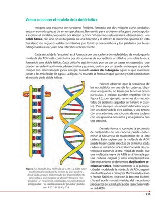 125
Vamos a conocer el modelo de la doble hélice
Imagina una escalera con largueros flexibles, formada por dos mitades cuyos peldaños
encajan como las piezas de un rompecabezas. No serviría para subirse en ella, pero puede ayudar
a explicar el modelo propuesto por Watson y Crick. Si torcemos esta escalera, obtendremos una
doble hélice, con uno de los largueros en una dirección y el otro en la dirección opuesta. En esta
“escalera”, los largueros están constituidos por fosfato y desoxirribosa y los peldaños por bases
nitrogenadas a las cuales nos referimos anteriormente.
Cada mitad de la “escalera” está formada por una cadena de nucleótidos, de modo que la
molécula de ADN está constituida por dos cadenas de nucleótidos arrolladas una sobre la otra,
formando una doble hélice. Cada peldaño está formado por un par de bases nitrogenadas, que
pueden ser adenina y timina, o bien citosina y guanina, unidas por un tipo de enlace que se puede
romper con relativamente poca energía, llamado enlace de hidrógeno (igual al que mantiene
juntas a las moléculas de agua). La figura 7.5 muestra la forma en que Watson y Crick concibieron
el modelo de la doble hélice.el modelo de la doble hélice.
Puedes observar que la secuencia de
los nucleótidos en una de las cadenas, diga-
mos la izquierda, no tiene que tener un orden
particular, e incluso pueden repetirse. En la
figura 7.5, por ejemplo, tenemos dos nucleó-
tidos de adenina seguidos (el tercero y cuar-
to). Pero siempre una adenina debe hacer par
con una timina de la otra cadena, y una timina
con una adenina; una citosina de una cadena
con una guanina de la otra, y una guanina con
una citosina.
De esta forma, si conoces la secuencia
de nucleótidos de una cadena, puedes deter-
minar la secuencia de nucleótidos de la otra
cadena. Esto sugiere que la molécula de ADN
puede hacer copias exactas de sí misma: cada
cadena o mitad de la “escalera” serviría de pa-
trón para construir la otra mitad, de modo que
una molécula nueva de ADN está formada por
una cadena original y otra complementaria.
Este mecanismo se denomina duplicación se-
miconservativa. Posteriormente a la publica-
ción del modelo de la molécula de ADN, experi-
mentos llevados a cabo por Matthew Meselson
y Francis Stahl en 1958 con la bacteria Escheri-
chia coli confirmaron la validez del mecanismo
propuesto de autoduplicación semiconservati-
va del ADN.
Figura 7.5. Modelo de la molécula de ADN. La doble hélice
puede formarse mediante la torsión de una “escalera“,
donde cada larguero está formado por grupos fosfato (P)
conectados a una molécula de desoxirribosa (D) y los
“peldaños“ se encuentran constituidos por pares de bases
nitrogenadas. Las combinaciones de “peldaños” posibles
son: A-T, C-G, G-C y T-A.
 