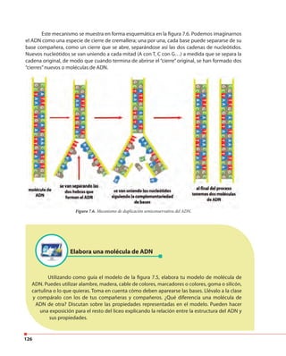 126
Este mecanismo se muestra en forma esquemática en la figura 7.6. Podemos imaginarnos
el ADN como una especie de cierre de cremallera; una por una, cada base puede separarse de su
base compañera, como un cierre que se abre, separándose así las dos cadenas de nucleótidos.
Nuevos nucleótidos se van uniendo a cada mitad (A con T, C con G…) a medida que se separa la
cadena original, de modo que cuando termina de abrirse el “cierre” original, se han formado dos
“cierres”nuevos o moléculas de ADN.
Figura 7.6. Mecanismo de duplicación semiconservativa del ADN.
Utilizando como guía el modelo de la figura 7.5, elabora tu modelo de molécula de
ADN. Puedes utilizar alambre, madera, cable de colores, marcadores o colores, goma o silicón,
cartulina o lo que quieras. Toma en cuenta cómo deben aparearse las bases. Llévalo a la clase
y compáralo con los de tus compañeras y compañeros. ¿Qué diferencia una molécula de
ADN de otra? Discutan sobre las propiedades representadas en el modelo. Pueden hacer
una exposición para el resto del liceo explicando la relación entre la estructura del ADN y
sus propiedades.
Elabora una molécula de ADN
 
