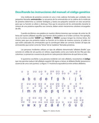 127
Descifrando las instrucciones del manual: el código genético
Una molécula de proteína consiste en una o más cadenas formadas por unidades más
pequeñas llamadas aminoácidos. La secuencia de los aminoácidos en la cadena de la molécula
de proteína determina su carácter biológico, y basta una pequeña variación en esta secuencia
para que su función se altere o destruya. Para que la secuencia de los aminoácidos durante la
síntesis de una proteína específica sea correcta, deben existir mecanismos celulares encargados
de ello.
Cuando escribimos una palabra en nuestro idioma tenemos que escoger de entre las 28
letras de nuestro alfabeto aquellas que formen dicha palabra en el orden correcto. Por ejemplo,
no es lo mismo escribir “AMOR” que “RAMO”, o “MORA”, aunque tengan las mismas letras. Así
mismo, para que una proteína realice su función en la célula de manera correcta, el orden en
que estén colocados los aminoácidos que la constituyen debe ser correcto. Existen 20 tipos de
aminoácidos que serían como las“letras”de las“palabras”llamadas proteínas.
Las personas invidentes utilizan un tipo de alfabeto denominado “alfabeto Braille”, que
consiste en celdas de seis puntos en relieve, organizados como una matriz de tres filas por dos
columnas. La presencia o ausencia de punto en cada posición determina de qué letra se trata.
Si queremos escribirle a una persona invidente con este alfabeto, necesitamos el código
que nos permita traducir del alfabeto español (28 signos o letras) al alfabeto Braille (presencia o
ausencia de uno a seis puntos). La figura 7.7 muestra la equivalencia entre ambos alfabetos.
Figura 7.7. Alfabeto Braille.
 