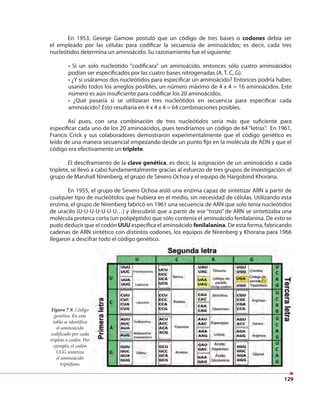 129
En 1953, George Gamow postuló que un código de tres bases o codones debía ser
el empleado por las células para codificar la secuencia de aminoácidos; es decir, cada tres
nucleótidos determina un aminoácido. Su razonamiento fue el siguiente:
• Si un solo nucleótido "codificara" un aminoácido, entonces sólo cuatro aminoácidos
podían ser especificados por las cuatro bases nitrogenadas (A, T, C, G).
• ¿Y si usáramos dos nucleótidos para especificar un aminoácido? Entonces podría haber,
usando todos los arreglos posibles, un número máximo de 4 x 4 = 16 aminoácidos. Este
número es aún insuficiente para codificar los 20 aminoácidos.
• ¿Qué pasaría si se utilizaran tres nucleótidos en secuencia para especificar cada
aminoácido? Esto resultaría en 4 x 4 x 4 = 64 combinaciones posibles.
Así pues, con una combinación de tres nucleótidos sería más que suficiente para
especificar cada uno de los 20 aminoácidos, pues tendríamos un código de 64 “letras”. En 1961,
Francis Crick y sus colaboradores demostraron experimentalmente que el código genético es
leído de una manera secuencial empezando desde un punto fijo en la molécula de ADN y que el
código era efectivamente un triplete.
El desciframiento de la clave genética, es decir, la asignación de un aminoácido a cada
triplete, se llevó a cabo fundamentalmente gracias al esfuerzo de tres grupos de investigación: el
grupo de Marshall Nirenberg, el grupo de Severo Ochoa y el equipo de Hargobind Khorana.
En 1955, el grupo de Severo Ochoa aisló una enzima capaz de sintetizar ARN a partir de
cualquier tipo de nucleótidos que hubiera en el medio, sin necesidad de células. Utilizando esta
enzima, el grupo de Nirenberg fabricó en 1961 una secuencia de ARN que solo tenía nucleótidos
de uracilo (U-U-U-U-U-U-U…) y descubrió que a partir de ese “trozo” de ARN se sintetizaba una
molécula proteica corta (un polipéptido) que sólo contenía el aminoácido fenilalanina. De esto se
pudo deducir que el codón UUU especifica el aminoácido fenilalanina. De esta forma, fabricando
cadenas de ARN sintético con distintos codones, los equipos de Nirenberg y Khorana para 1966
llegaron a descifrar todo el código genético.
Figura 7.9. Código
genético. En esta
tabla se identifica
el aminoácido
codificado por cada
triplete o codón. Por
ejemplo, el codón
UGG sintetiza
el aminoácido
triptófano.
 