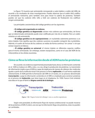 130
La figura 7.9 muestra qué aminoácido corresponde a cada triplete o codón del ARN, de
acuerdo a los resultados de estas investigaciones. Puedes observar que el codón AUG codifica
el aminoácido metionina, pero también sirve para iniciar la cadena de proteínas. También
puedes ver que los codones UAA, UAG y UGA son codones de finalización (no codifican
ningún aminoácido).
Las principales características del código genético son las siguientes:
• El código está organizado en codones.
• El código genético es degenerado: existen más codones que aminoácidos, de forma
que un determinado aminoácido puede estar codificado por más de un triplete. Pero un codón
sintetiza un solo aminoácido.
• El código genético es sin superposiciones: un nucleótido solamente pertenece a un
único triplete. Esto significa que dos codones sucesivos no pueden compartir dos nucleótidos.
Además, el cuadro de lectura de los codones se realiza de forma continua "sin comas" o sin que
existan espacios en blanco.
• El código genético es universal: el mismo triplete en diferentes especies codifica
para el mismo aminoácido. Sin embargo, existen excepciones, como en el caso del ADN de las
mitocondrias en las células eucariotas.
CómosellevalainformacióndesdeelADNhastalasproteínas
De acuerdo a la evidencia experimental presentada hasta ahora, la información contenida
en el ADN se traduce en ARN y este, a su vez, dirige la producción de proteínas. La transmisión
de información implica que el ADN es capaz de duplicarse de manera de obtener dos moléculas
iguales a partir de la molécula inicial. Este proceso se llama replicación, el cual hemos explicado
anteriormente. El ADN permite la formación del ARN en el núcleo, en un proceso denominado
transcripción. Luego la información contenida en el ARN es empleada para construir proteínas
en el proceso de traducción, que tiene lugar en el citoplasma. En 1958, Francis Crick sintetizó
esta idea en lo que él llamó el dogma central de la biología:
Según este postulado, la información fluye de manera unidireccional: no puede moverse
de las proteínas al ADN. Es decir, una vez que la información llega a las proteínas, estas no pueden
ser cambiadas.
Figura. 7.10. "Dogma Central de la Biología" como se concibió originalmente.
 