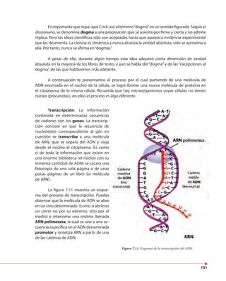 131
Es importante que sepas que Crick usó el término“dogma”en un sentido figurado. Según el
diccionario, se denomina dogma a una proposición que se asienta por firme y cierta y no admite
réplica. Pero las ideas científicas sólo son aceptadas hasta que aparezca evidencia experimental
que las desmienta. La ciencia es dinámica y nunca alcanza la verdad absoluta, solo se aproxima a
ella. Por tanto, nunca se afirma en“dogmas”.
A pesar de ello, durante algún tiempo esta idea adquirió cierta dimensión de verdad
absoluta en la mayoría de los libros de texto, y aun se habla del “dogma” y de las “excepciones al
dogma”, de las que hablaremos más adelante.
A continuación te presentamos el proceso por el cual partiendo de una molécula de
ADN encerrada en el núcleo de la célula, se logra formar una nueva molécula de proteína en
el citoplasma de la misma célula. Recuerda que hay microorganismos cuyas células no tienen
núcleo (procariotas), en ellos el proceso es algo diferente.
Transcripción: La información
contenida en determinadas secuencias
de codones son los genes. La transcrip-
ción consiste en que la secuencia de
nucleótidos correspondiente al gen en
cuestión se transcribe a una molécula
de ARN, que se separa del ADN y viaja
desde el núcleo al citoplasma. Es como
si de toda la información que existe en
una enorme biblioteca (el núcleo con su
inmensa cantidad de ADN) se sacara una
fotocopia de una sola página o de unas
pocas páginas de un libro (la molécula
de ARN).
La figura 7.11 muestra un esque-
ma del proceso de transcripción. Puedes
observar que la molécula de ADN se abre
en un sitio determinado (como si abrieras
un cierre no por su extremo, sino por el
medio) e interviene una enzima llamada
ARN polimerasa, la cual se une a una se-
cuencia específica en el ADN denominada
promotor y sintetiza ARN a partir de una
de las cadenas de ADN.
Figura 7.11. Esquema de la transcripción del ADN.
 