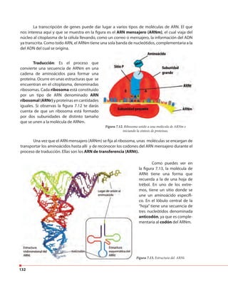 132
La transcripción de genes puede dar lugar a varios tipos de moléculas de ARN. El que
nos interesa aquí y que se muestra en la figura es el ARN mensajero (ARNm), el cual viaja del
núcleo al citoplasma de la célula llevando, como un correo o mensajero, la información del ADN
ya transcrita. Como todo ARN, el ARNm tiene una sola banda de nucleótidos, complementaria a la
del ADN del cual se origina.
Traducción: Es el proceso que
convierte una secuencia de ARNm en una
cadena de aminoácidos para formar una
proteína. Ocurre en unas estructuras que se
encuentran en el citoplasma, denominadas
ribosomas. Cada ribosoma está constituido
por un tipo de ARN denominado ARN
ribosomal (ARNr) y proteínas en cantidades
iguales. Si observas la figura 7.12 te darás
cuenta de que un ribosoma está formado
por dos subunidades de distinto tamaño
que se unen a la molécula de ARNm.
Figura 7.12. Ribosoma unido a una molécula de ARNm e
iniciando la síntesis de proteínas.
Una vez que el ARN mensajero (ARNm) se fija al ribosoma, unas moléculas se encargan de
transportar los aminoácidos hasta allí y de reconocer los codones del ARN mensajero durante el
proceso de traducción. Ellas son los ARN de transferencia (ARNt).
Como puedes ver en
la figura 7.13, la molécula de
ARNt tiene una forma que
recuerda a la de una hoja de
trébol. En uno de los extre-
mos, tiene un sitio donde se
une un aminoácido específi-
co. En el lóbulo central de la
“hoja” tiene una secuencia de
tres nucleótidos denominada
anticodón, ya que es comple-
mentaria al codón del ARNm.
Figura 7.13. Estructura del ARNt.
 