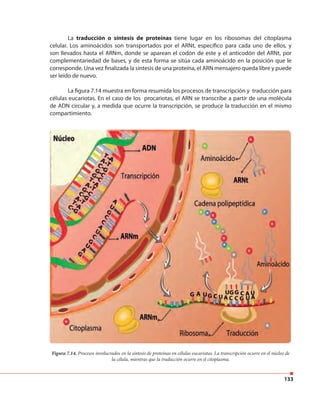 133
La traducción o síntesis de proteínas tiene lugar en los ribosomas del citoplasma
celular. Los aminoácidos son transportados por el ARNt, específico para cada uno de ellos, y
son llevados hasta el ARNm, donde se aparean el codón de este y el anticodón del ARNt, por
complementariedad de bases, y de esta forma se sitúa cada aminoácido en la posición que le
corresponde. Una vez finalizada la síntesis de una proteína, el ARN mensajero queda libre y puede
ser leído de nuevo.
La figura 7.14 muestra en forma resumida los procesos de transcripción y traducción para
células eucariotas. En el caso de los procariotas, el ARN se transcribe a partir de una molécula
de ADN circular y, a medida que ocurre la transcripción, se produce la traducción en el mismo
compartimiento.
Figura 7.14. Procesos involucrados en la síntesis de proteínas en células eucariotas. La transcripción ocurre en el núcleo de
la célula, mientras que la traducción ocurre en el citoplasma.
 